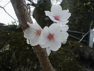 膳所公園に咲く桜