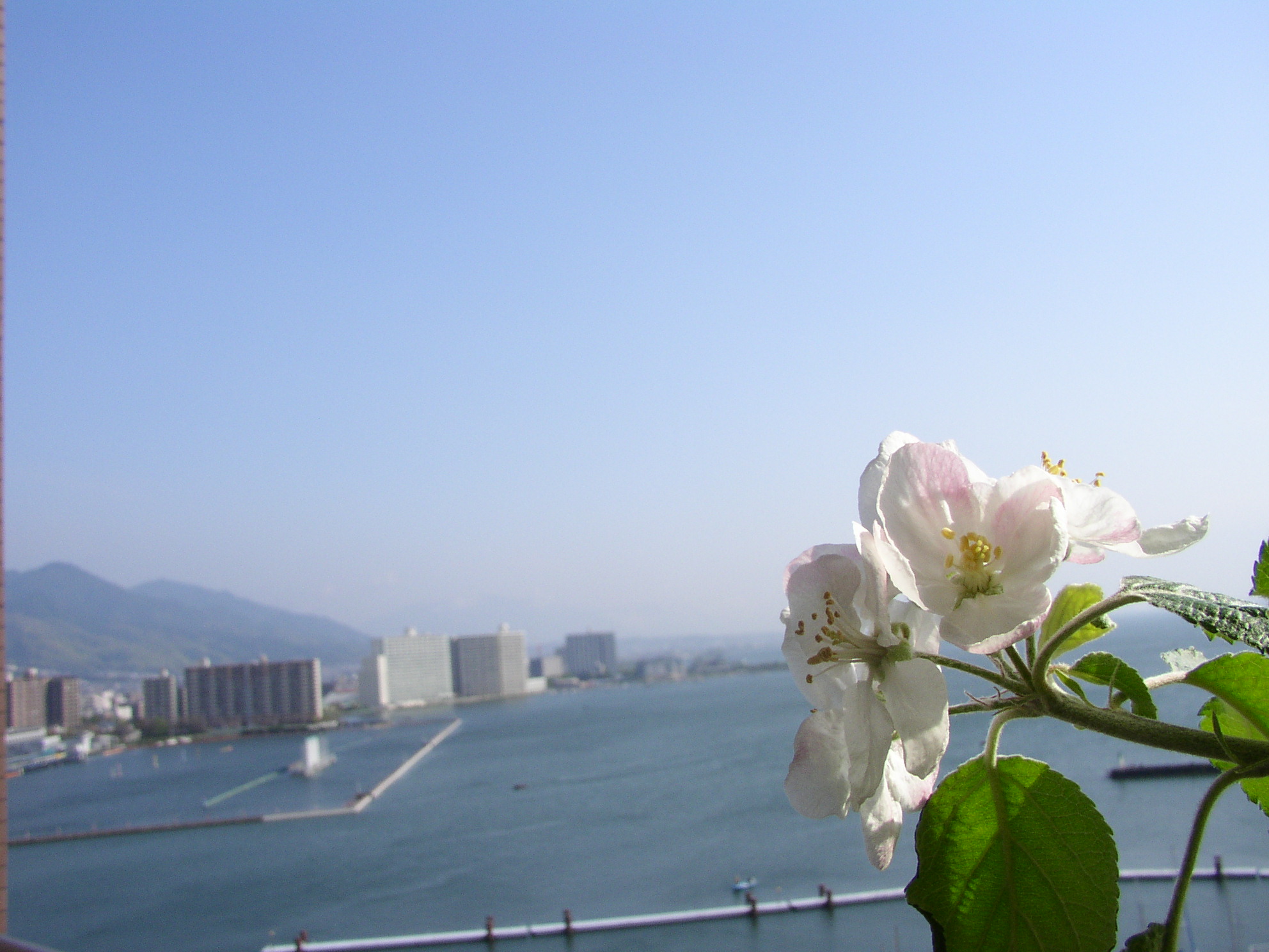 ５月の琵琶湖から