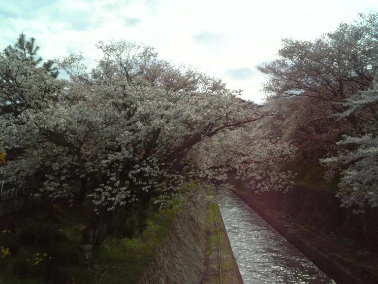 桜①～びわ湖疎水べり