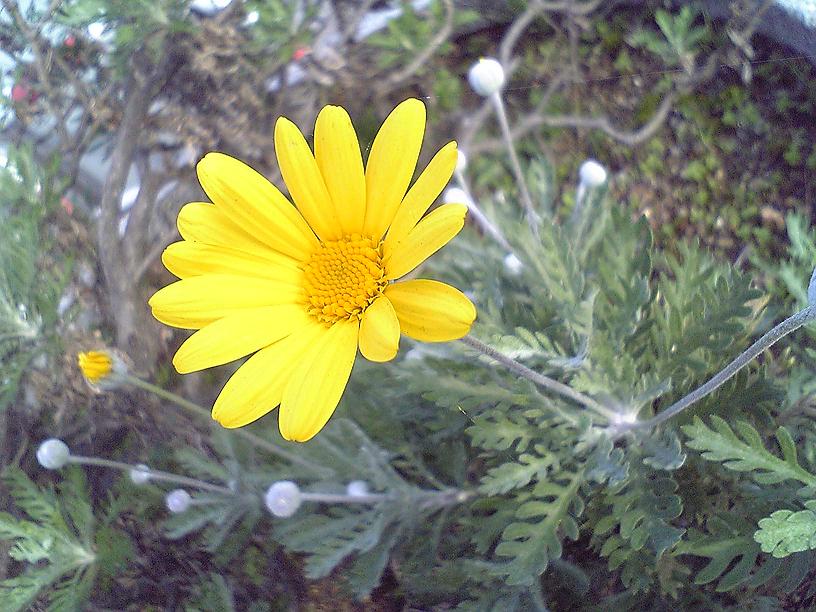 道端で咲いていた花～１１月２７日携帯電話カメで撮影