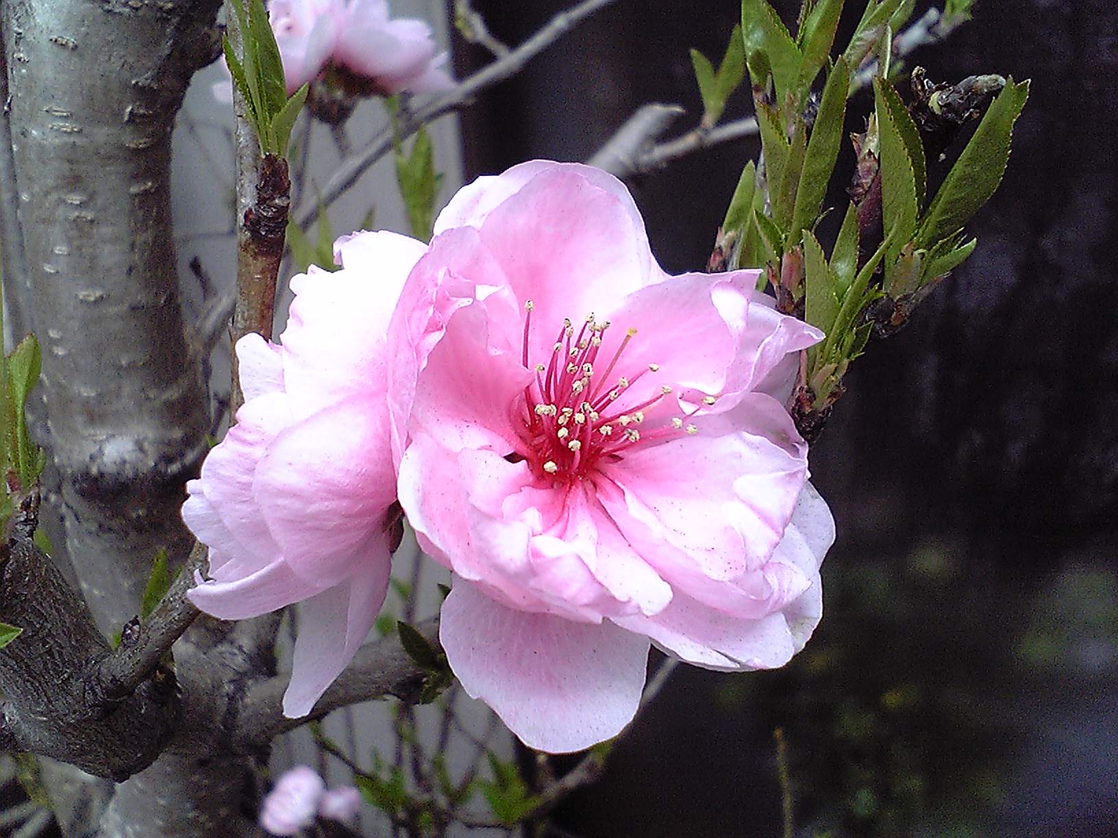 今朝の桜