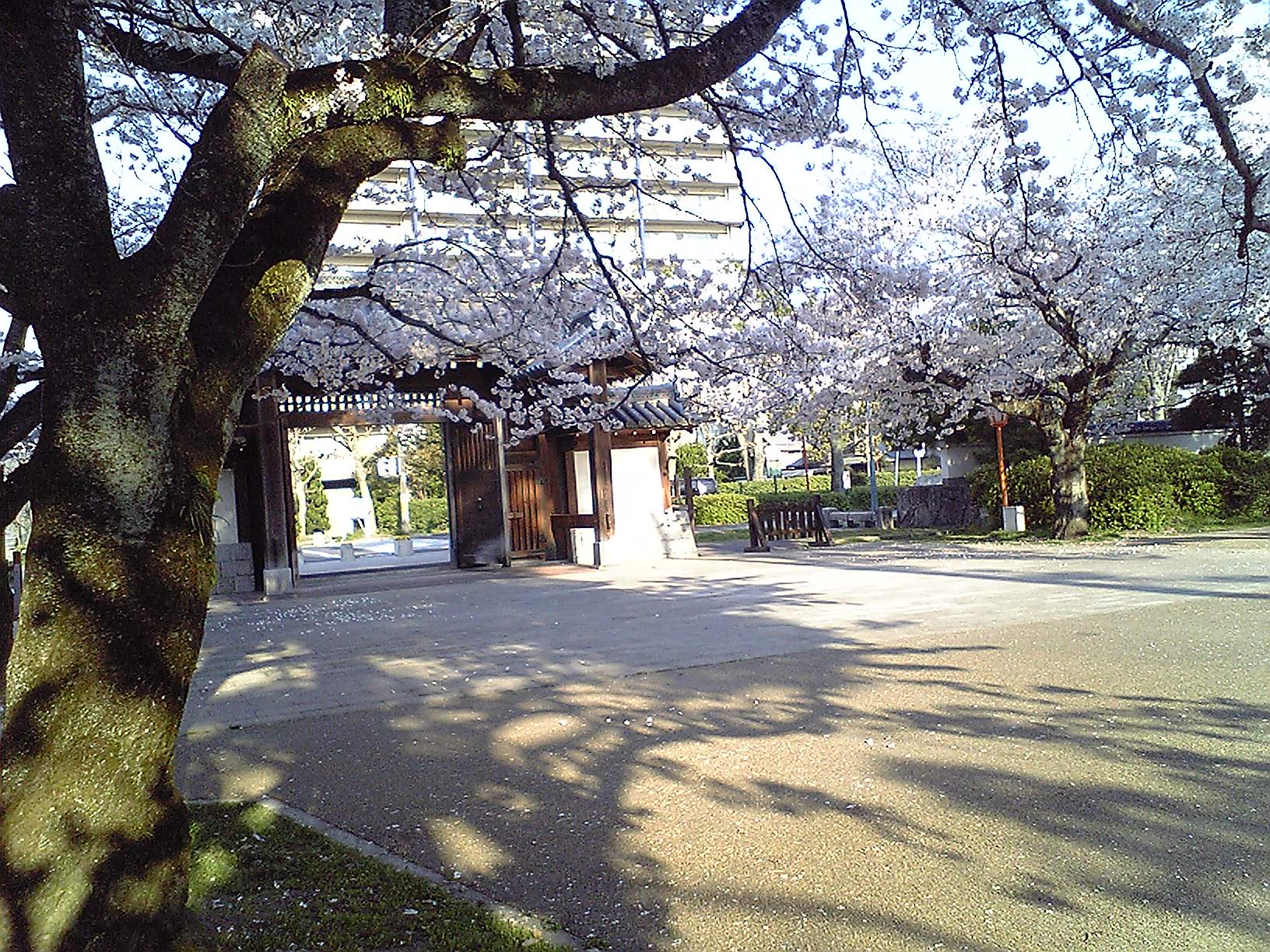 桜～膳所公園にて