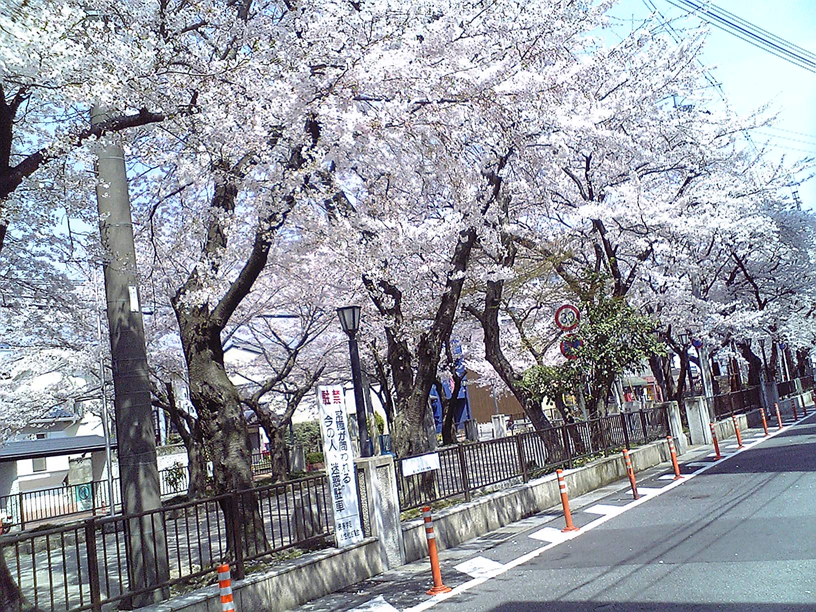 今朝の桜は満開～小公園にて